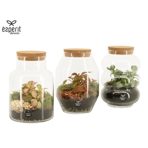 90709: Terrarium arrangement