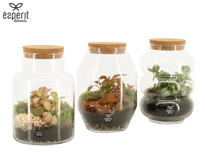 <h4>90709: Terrarium arrangement</h4>
