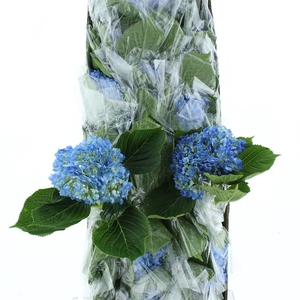 Hydr M Shocking Blue Premium 60-18