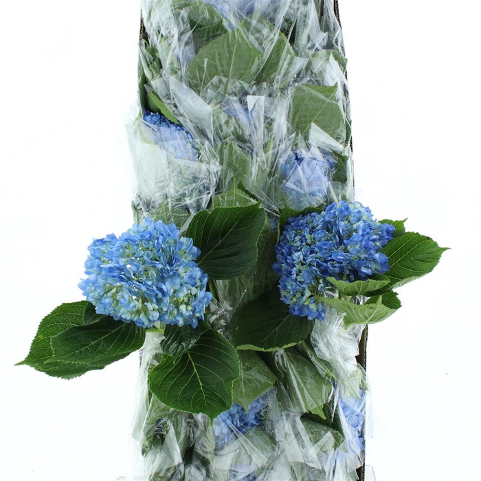 <h4>Hydr M Shocking Blue Premium 60-18</h4>
