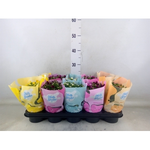 Chrysanthemum  'Milkshake'  ...mix