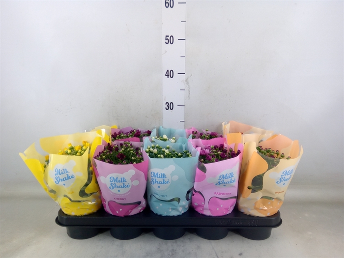 <h4>Chrysanthemum  'Milkshake'  ...mix</h4>