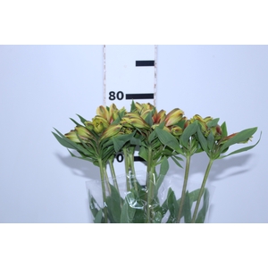ALSTROEMERIA CARIBBEAN 080 CM