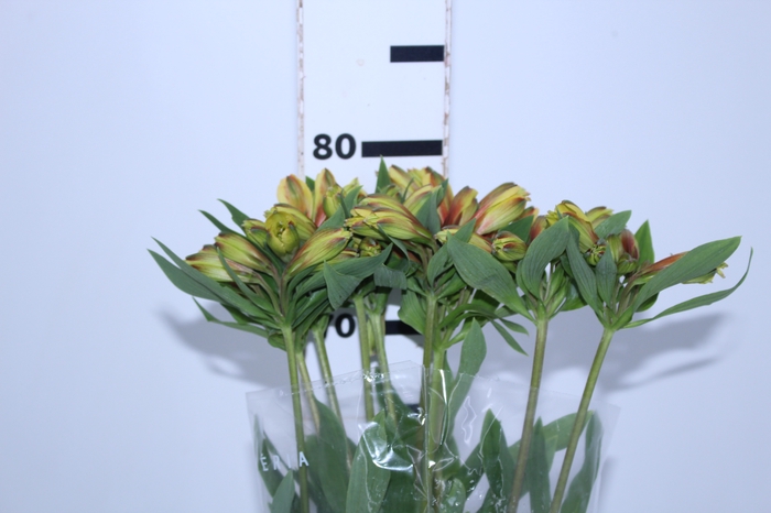 ALSTROEMERIA CARIBBEAN 080 CM