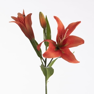 AF Lilium Orien x3 73cm Orange