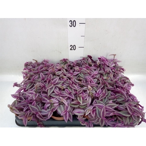 Tradescantia zebr. 'Pink Paradise'