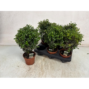 MYRSINE AFRICANA