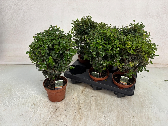 <h4>MYRSINE AFRICANA</h4>