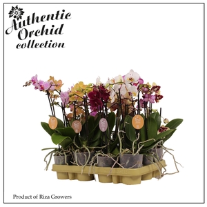Phal. Authentic Multi Mix - 2 spike 9cm
