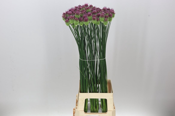 <h4>Allium Sphaerocephalon</h4>