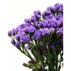 STATICE 070 CM LILAS