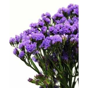 STATICE 070 CM LILAS