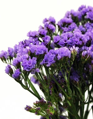 <h4>STATICE 070 CM LILAS</h4>