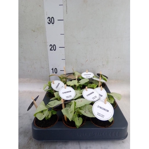 Syngonium   ...