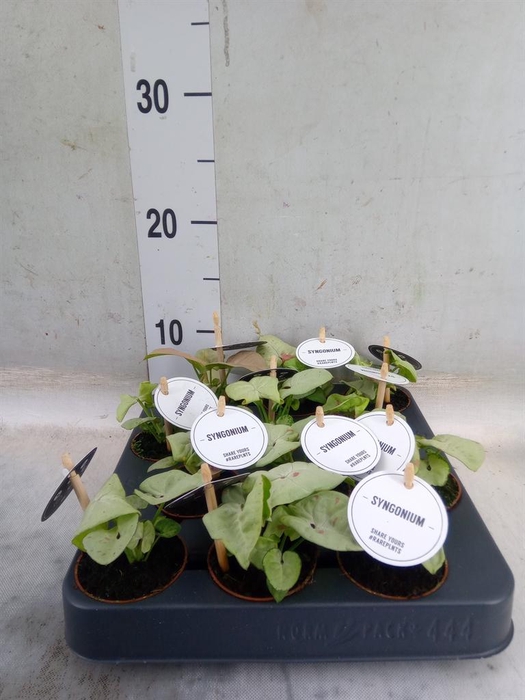 <h4>Syngonium   ...</h4>