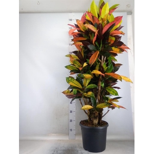 Codiaeum var. KL 'Mrs Iceton'