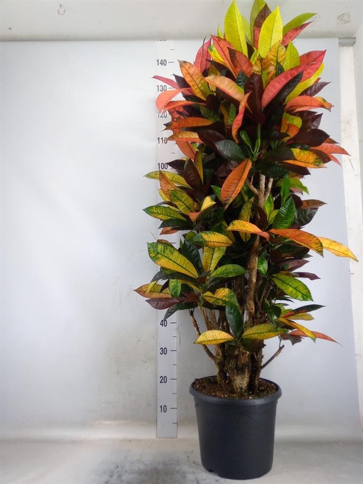 <h4>Codiaeum var. KL 'Mrs Iceton'</h4>