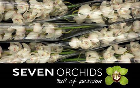 <h4>Cymb T Zeppelin</h4>