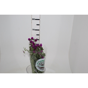 PERPETUA 060 CM ROXO