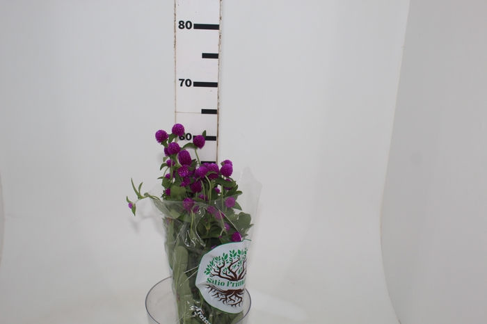 <h4>PERPETUA 060 CM ROXO</h4>