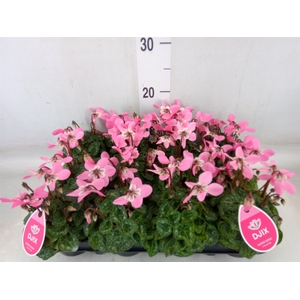 Cyclamen KL 'Djix'