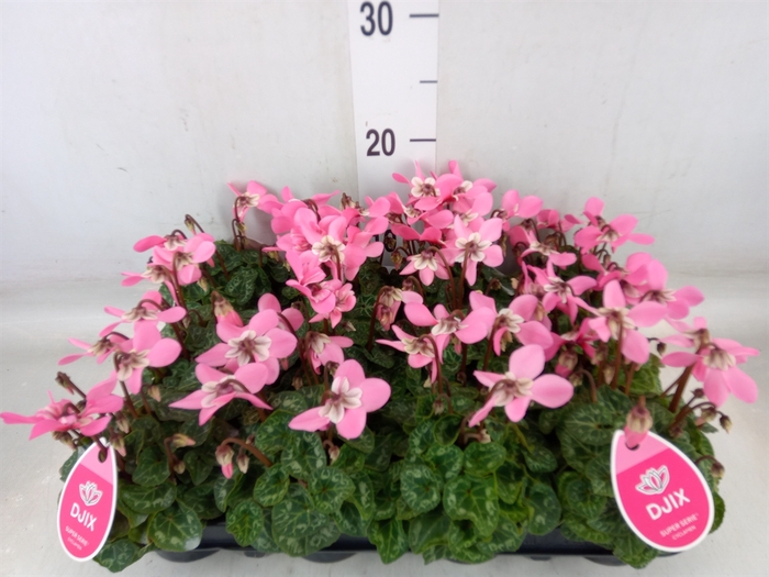 <h4>Cyclamen KL 'Djix'</h4>