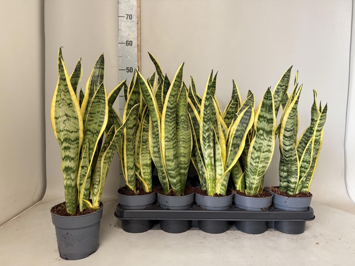 <h4>SANSEV LAURENTII</h4>