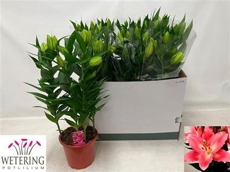 <h4>Lil Or Sunny Camino 4pp</h4>