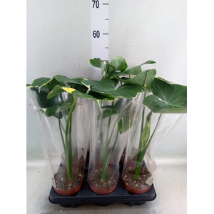 Alocasia   ...