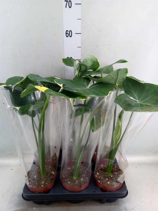 <h4>Alocasia   ...</h4>
