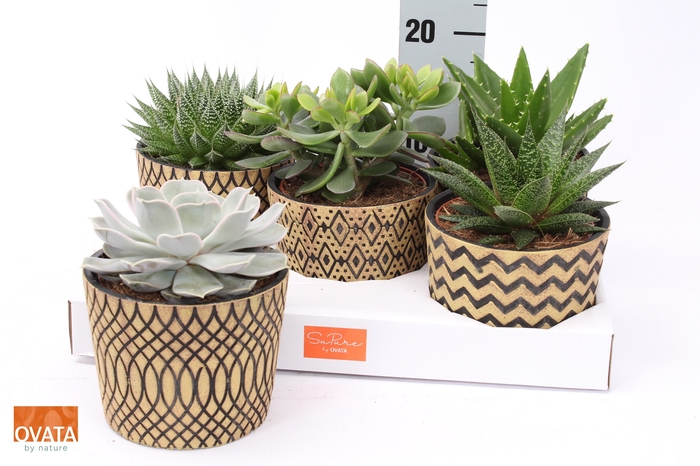 <h4>SUCC GEM 5 SRT</h4>