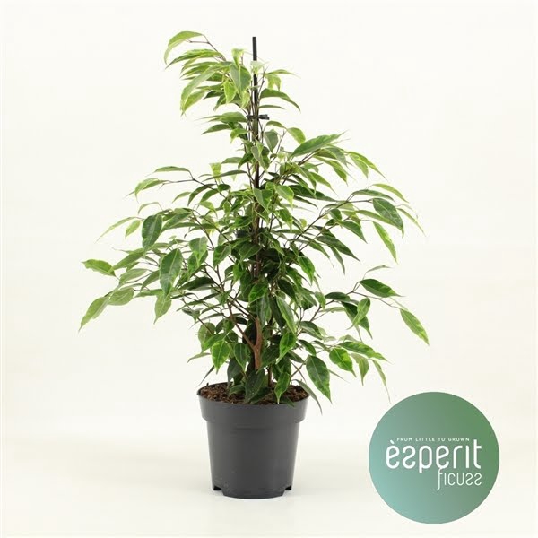 <h4>Ficus benjamina Anastasia®</h4>