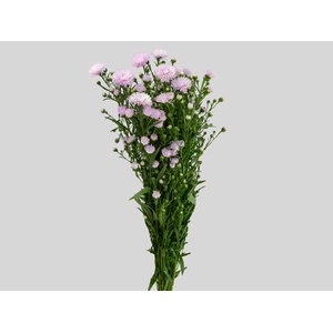 ASTER MARIANA 040 CM ROSA CLARO