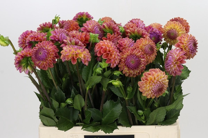 <h4>Dahlia Caitlin's Joy</h4>