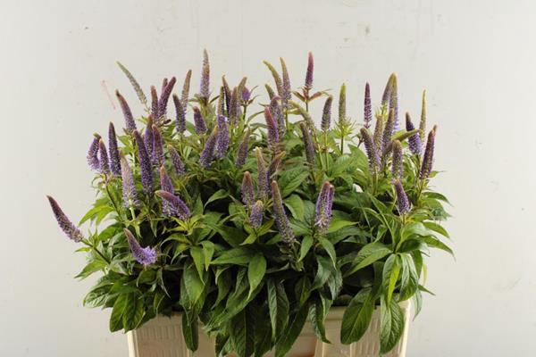 <h4>Veronia Virg Ov Rose L 60</h4>