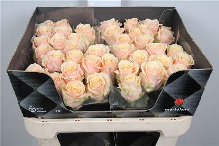 <h4>R Gr Bellini!</h4>