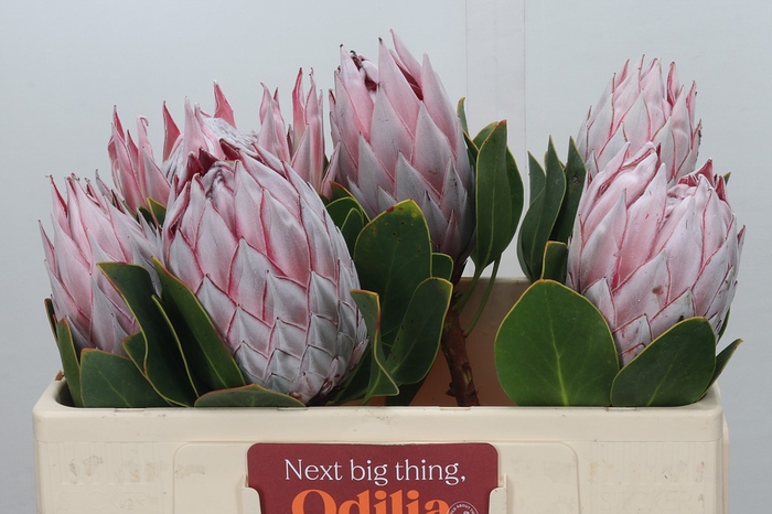 <h4>Protea Cynaroides</h4>