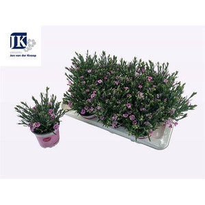 Dianthus  'Pink Kisses'