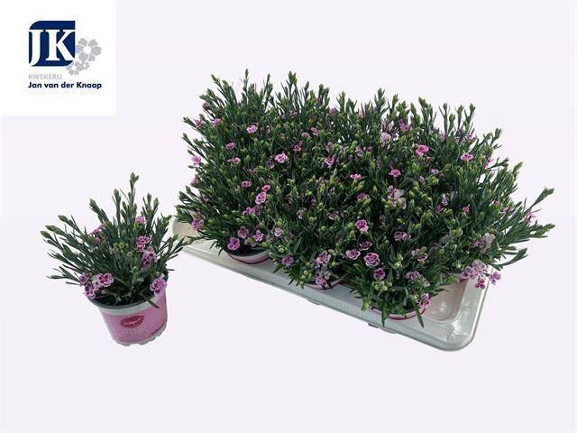 <h4>Dianthus  'Pink Kisses'</h4>