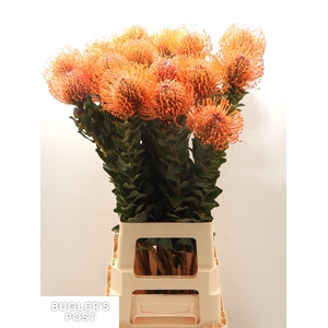 LEUCO AYOBA MAN ZEST