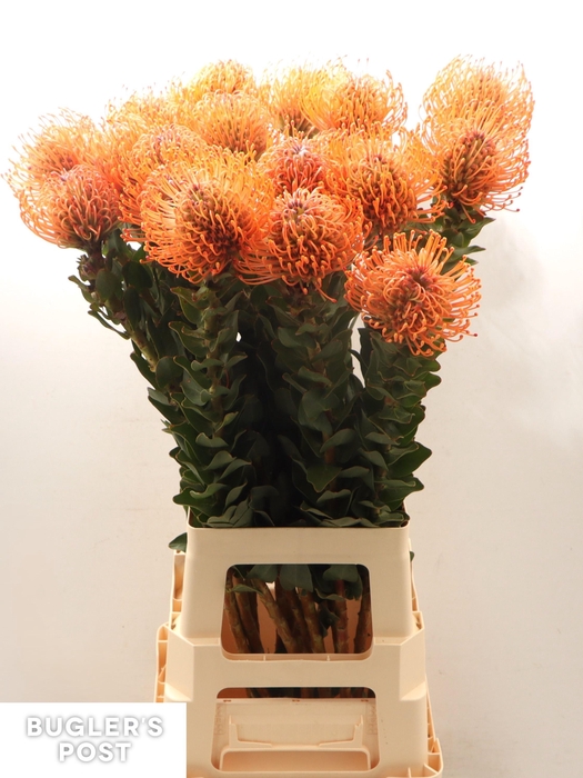 <h4>LEUCO AYOBA MAN ZEST</h4>