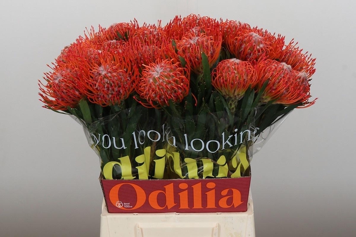 <h4>LEUCO CO TANGO</h4>