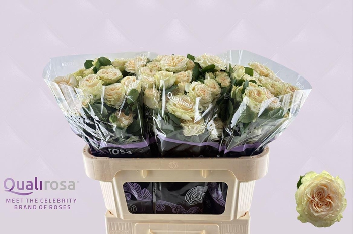 <h4>R Tr Summerrose</h4>