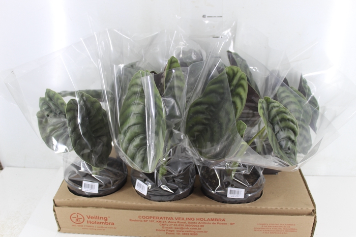 <h4>ALOCASIA CUPREA P15</h4>