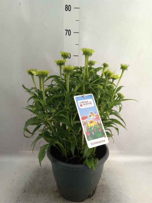 <h4>Echinacea purp. 'Powwow White'</h4>