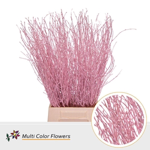 Betula Birch Pink Light