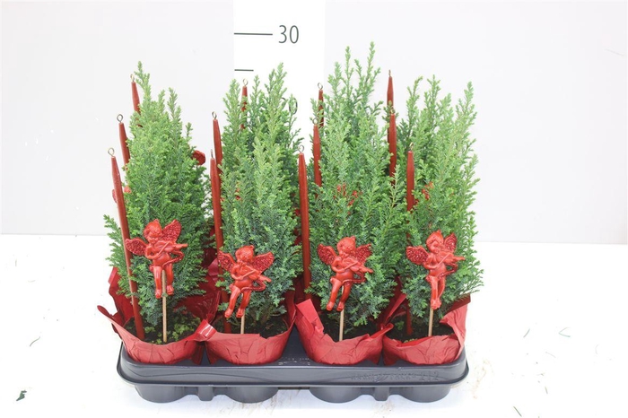 <h4>Chamaecyparis La Ellwoodii Potcover Rood Deco Kaar</h4>