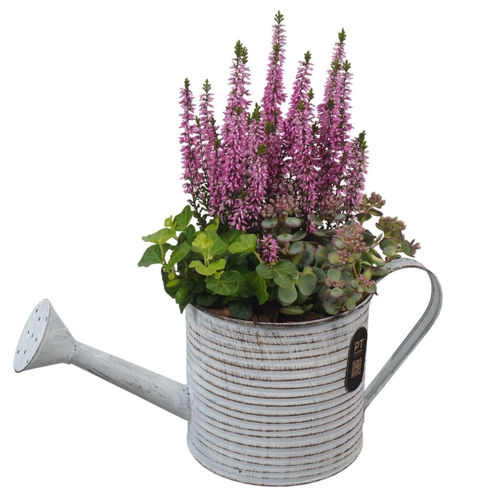 <h4>Arr.   Tuinplanten L%</h4>