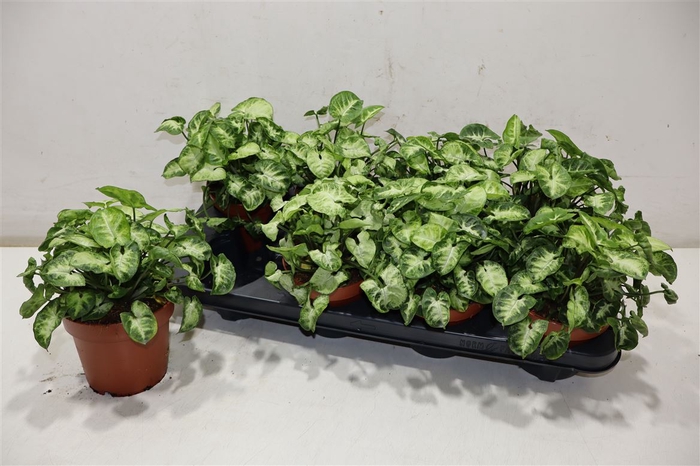 <h4>arr8 Syng Pixie</h4>