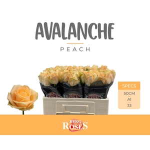 Rozen R GR Avalanche Peach x60